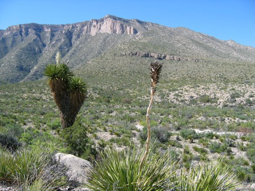 A desert landscape featuring a mountain in the background and two distinct plants in the foreground under a clear blue sky.