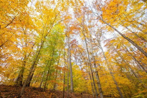 A vibrant autumn forest with tall trees displaying bright yellow and orange leaves against a cloudy sky.