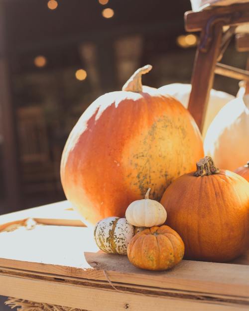 A variety of pumpkins in different sizes and colors displayed on a wooden surface, with a blurred background.