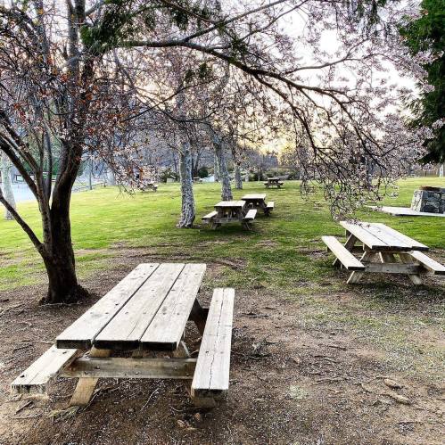 A serene park scene featuring several wooden picnic tables under trees, with a grassy area and soft evening light.