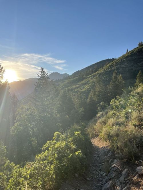 A sunlit mountain trail surrounded by lush greenery and trees, with distant peaks under a clear blue sky.
