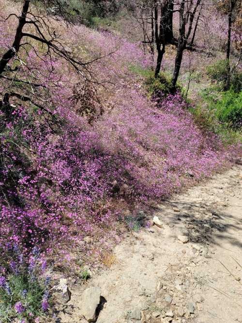 A vibrant landscape filled with blooming purple flowers along a dirt path, surrounded by trees and greenery.