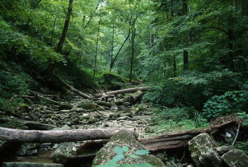 A lush green forest with tall trees, rocky ground, and fallen logs creating a serene, natural landscape.