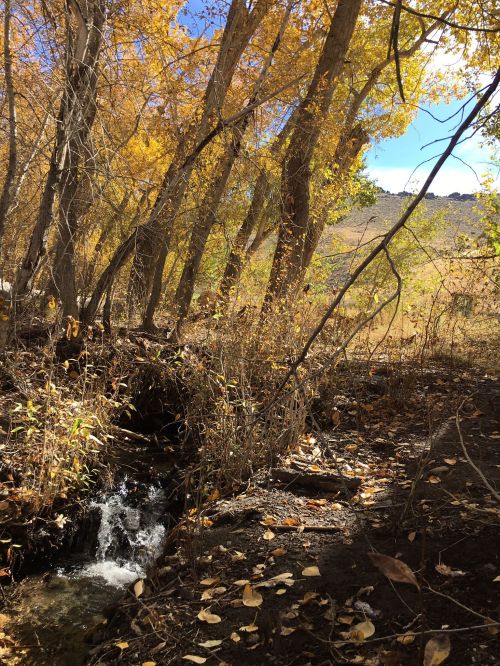 A serene stream flows through a forest of golden autumn leaves under a clear blue sky.