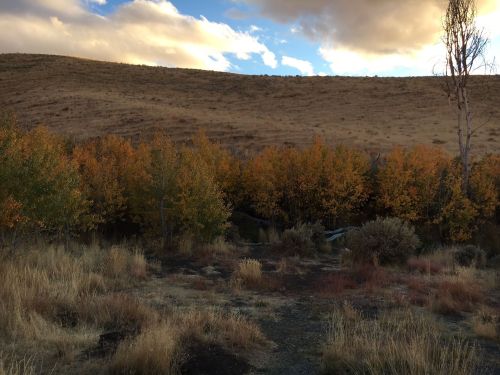 A serene landscape featuring golden autumn trees by a calm water body, with rolling hills in the background under a cloudy sky.