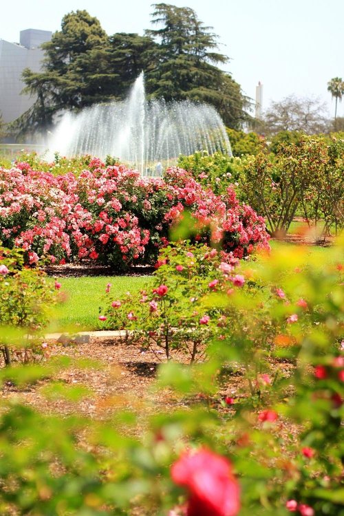 A vibrant garden filled with blooming pink roses, with a fountain and trees in the background on a sunny day.