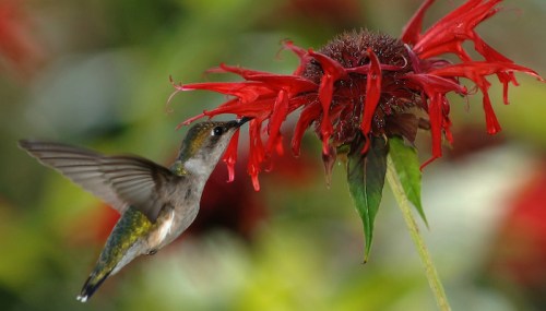 A hummingbird hovering near a vibrant red flower, sipping nectar with its beak.