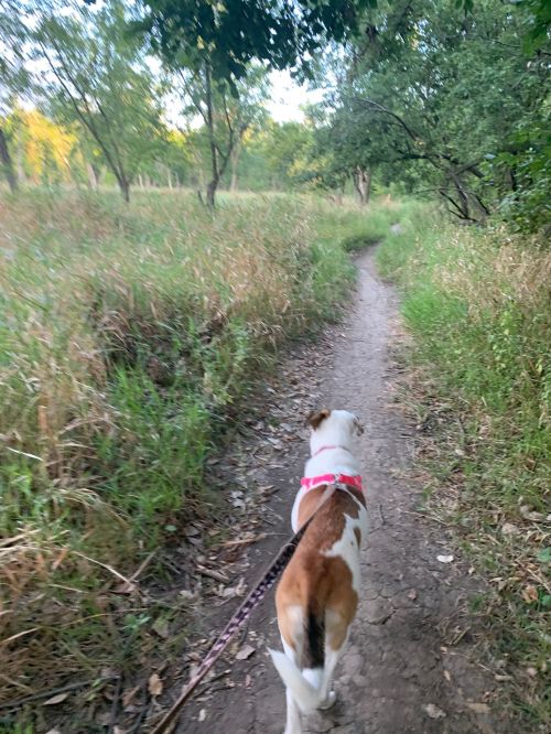 A dog on a leash walks along a dirt path through a grassy area with trees in the background.
