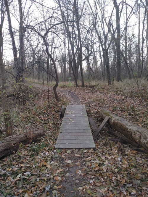 A wooden bridge over a small path in a forest, surrounded by bare trees and fallen leaves.