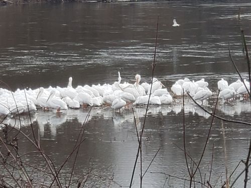 A group of white birds resting on a calm, icy river, surrounded by bare branches.