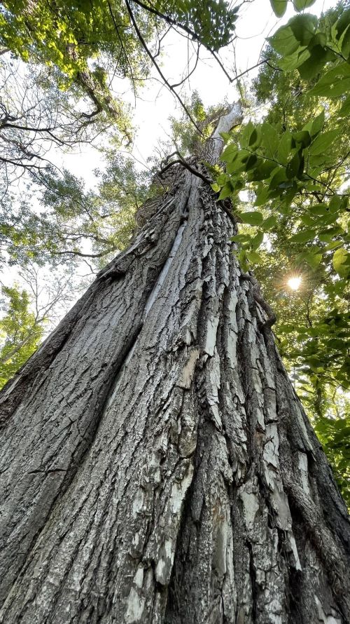 A tall tree trunk viewed from below, with textured bark and green leaves surrounding it, illuminated by sunlight.