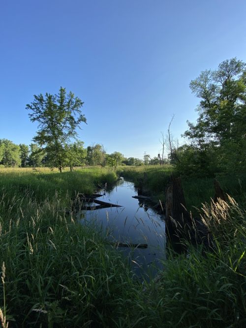 A serene wetland scene with a calm stream, surrounded by lush green grass and trees under a clear blue sky.
