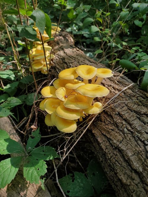 A cluster of bright yellow mushrooms growing on a fallen log, surrounded by green foliage in a forest setting.