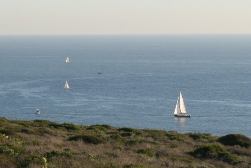 A serene ocean view with several sailboats gliding across the water, framed by lush green coastal vegetation.