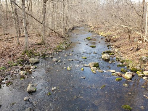 A serene stream flows through a wooded area, with rocks and moss visible along the banks and in the water.