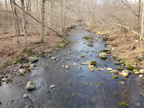 A serene stream flows through a wooded area, with rocks and moss visible along the banks and in the water.