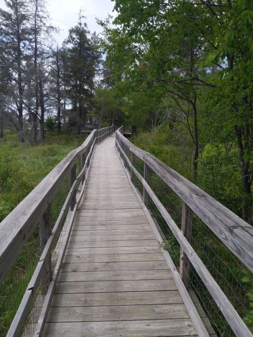 A wooden boardwalk winding through a lush green landscape with trees on either side.