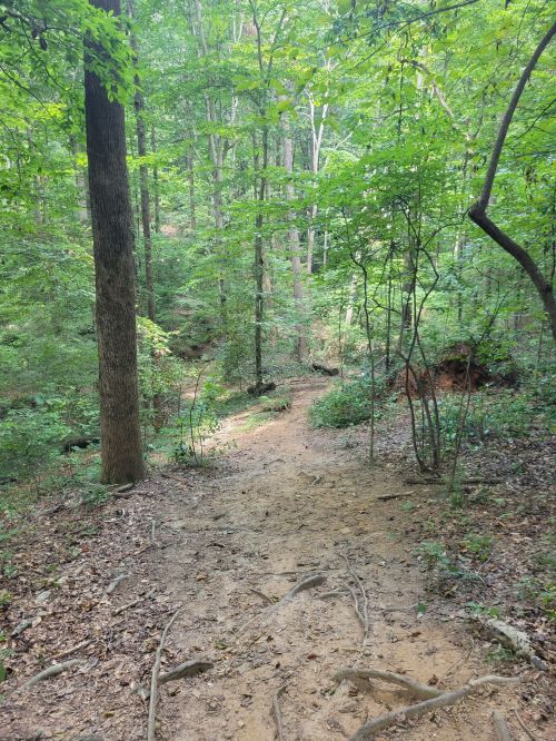 A sandy path winding through a lush green forest with tall trees and dense foliage.