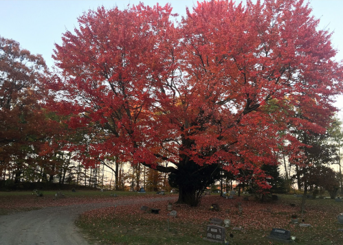 A large tree with vibrant red leaves stands in a serene cemetery, surrounded by fallen leaves and gravestones.
