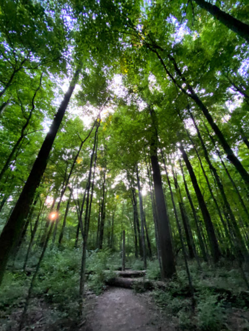 A serene forest scene with tall trees reaching towards the sky, sunlight filtering through the leaves.