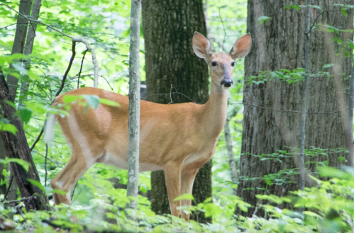 A deer stands among trees in a lush green forest, looking curiously at the camera.