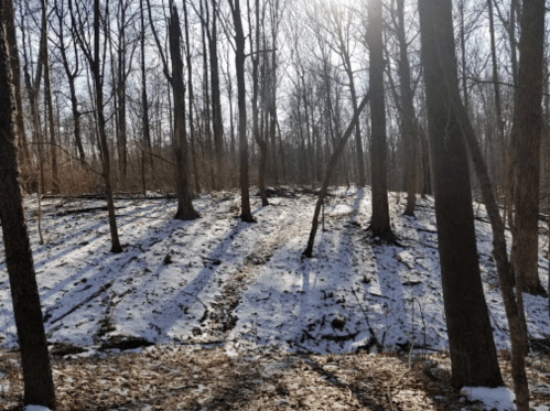 A snowy forest scene with bare trees casting long shadows on the ground under bright sunlight.