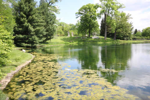 A serene pond surrounded by lush greenery and trees, with algae visible on the water's surface.