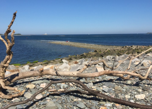 A rocky shoreline with a driftwood branch in the foreground, leading to calm blue waters and a distant lighthouse.