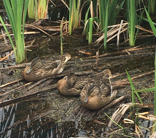 Three ducks resting on a bed of reeds and water plants in a calm pond.