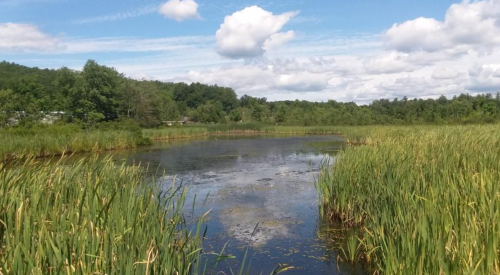 A serene wetland scene with tall grasses surrounding a calm, reflective pond under a blue sky with fluffy clouds.