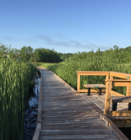 A wooden boardwalk winds through tall green reeds under a clear blue sky.