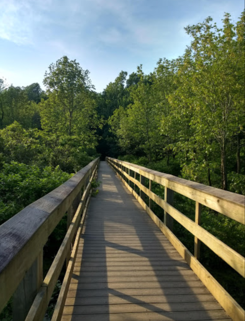 A wooden bridge stretches through lush green trees under a clear blue sky.