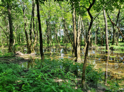 Lush green forest with tall trees reflecting in a calm, shallow water body surrounded by dense foliage.