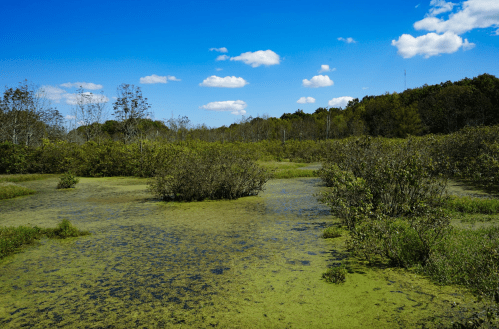 Lush wetland scene with green vegetation, blue sky, and scattered clouds under bright sunlight.