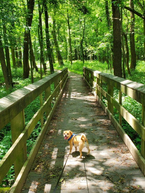 A small dog on a leash stands on a wooden bridge in a lush green forest, surrounded by trees and sunlight.