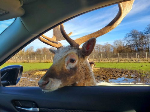 A close-up of a reindeer with antlers peering into a car window, set against a rural landscape.