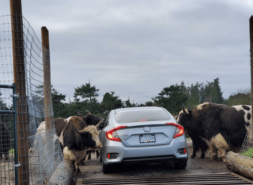 A silver car is surrounded by several yaks on a wooden bridge, with trees in the background under a cloudy sky.