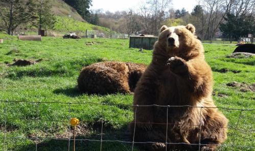 A brown bear sits on its hind legs in a grassy area, with another bear resting nearby in the background.
