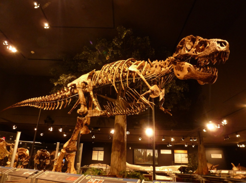 A large dinosaur skeleton, likely a T. rex, displayed in a museum with dim lighting and trees in the background.