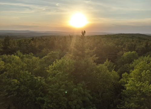 A sunset over a lush green forest, with trees silhouetted against a golden sky.