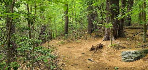 A winding dirt path through a lush green forest, surrounded by trees and scattered rocks.