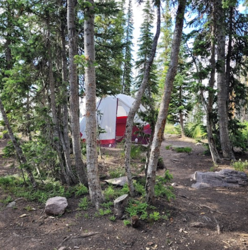 A tent nestled among tall trees in a forested area, with a dirt path leading through the greenery.