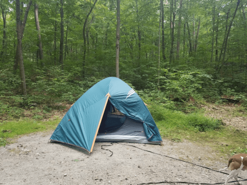 A blue tent set up in a lush green forest, with a dog nearby on a gravel patch.