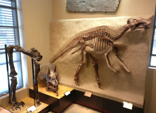 Fossil display featuring a dinosaur skeleton on the wall and a large dinosaur arm on the left in a museum setting.