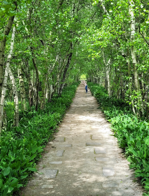 A serene pathway lined with lush green trees and plants, with a child walking in the distance.