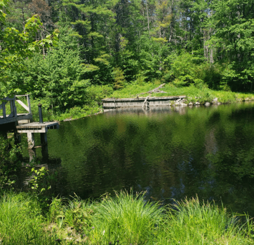 A serene pond surrounded by lush greenery and trees, with a wooden dock extending into the water.