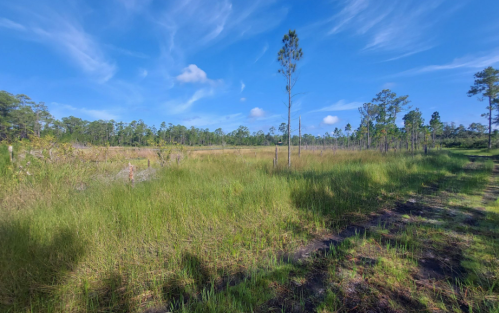 A sunny landscape featuring tall grass, scattered trees, and a clear blue sky.