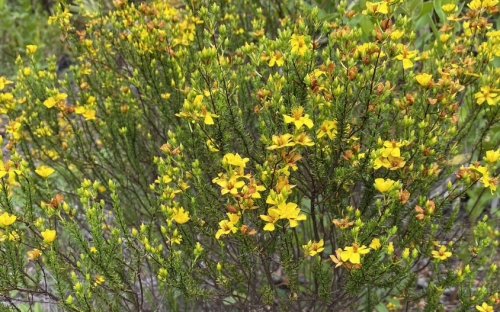 A dense bush covered in vibrant yellow flowers amidst green foliage.