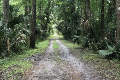 A dirt path winding through a lush, green forest with tall trees and dense underbrush on either side.