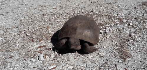 A tortoise slowly moving across a gravelly surface, surrounded by small stones and dry leaves.